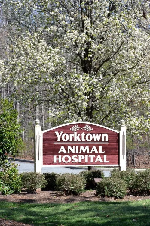 Yorktown Animal Hospital, North Carolina, Yorktown